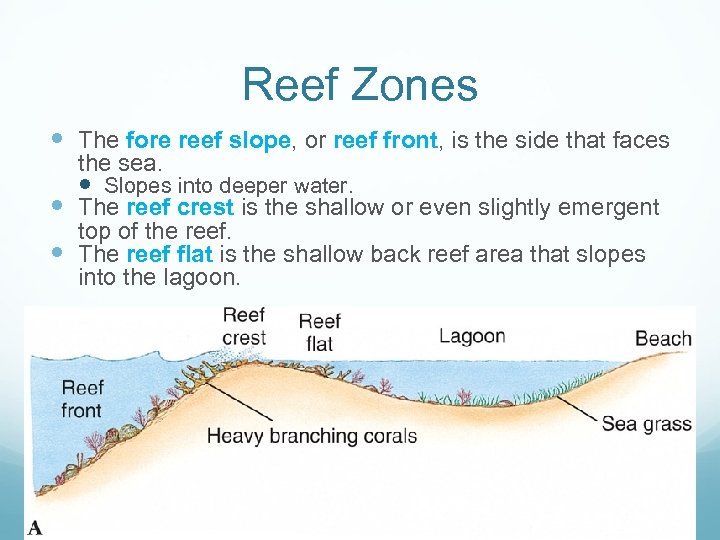 Reef Zones The fore reef slope, or reef front, is the side that faces