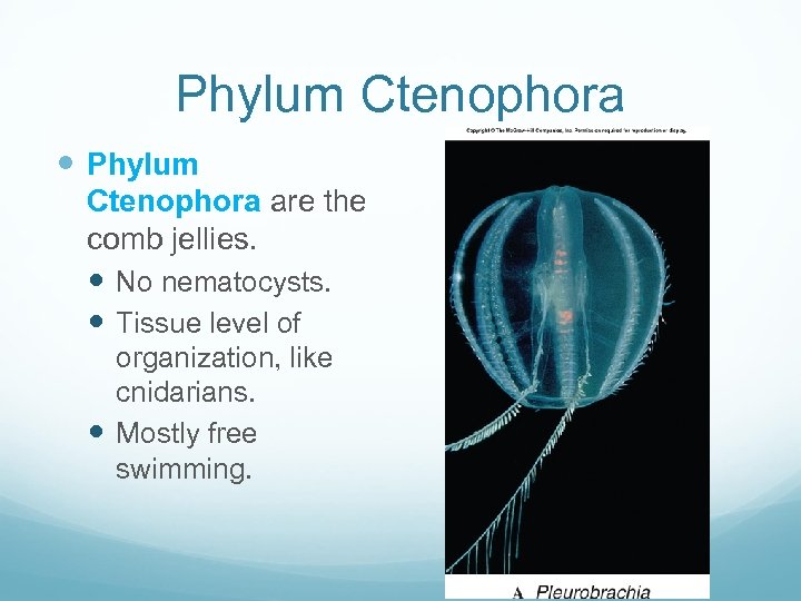 Phylum Ctenophora are the comb jellies. No nematocysts. Tissue level of organization, like cnidarians.