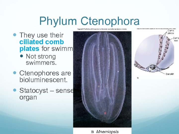 Phylum Ctenophora They use their ciliated comb plates for swimming. Not strong swimmers. Ctenophores