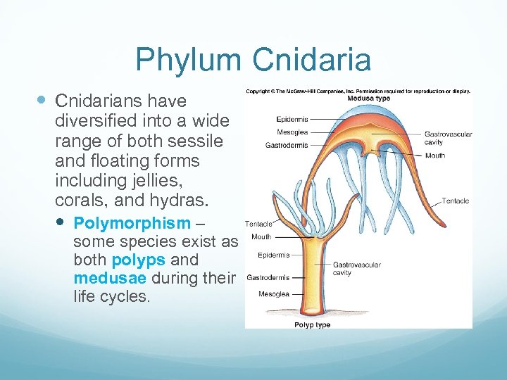 Phylum Cnidarians have diversified into a wide range of both sessile and floating forms