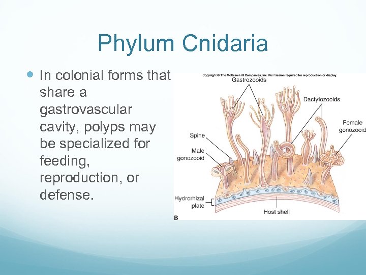 Phylum Cnidaria In colonial forms that share a gastrovascular cavity, polyps may be specialized