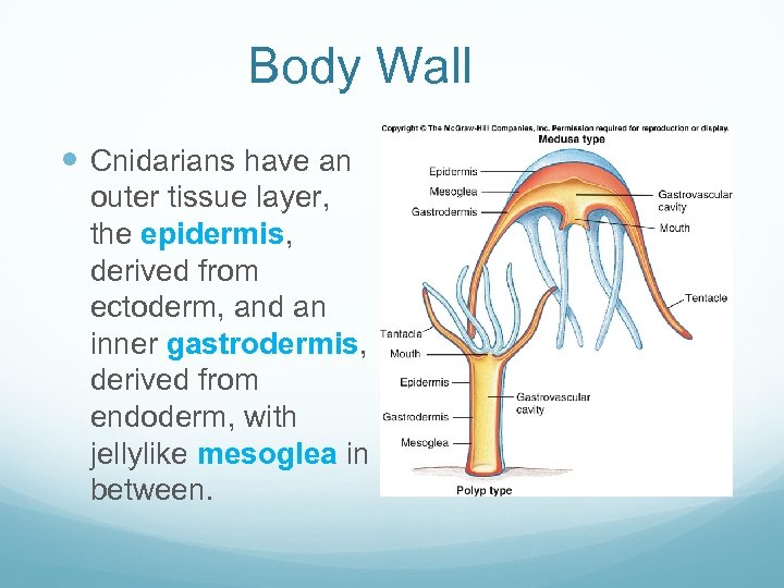 Body Wall Cnidarians have an outer tissue layer, the epidermis, derived from ectoderm, and