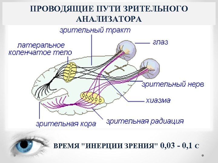Проводниковым звеном зрительного анализатора является. Проводящие пути зрительного анализатора схема.