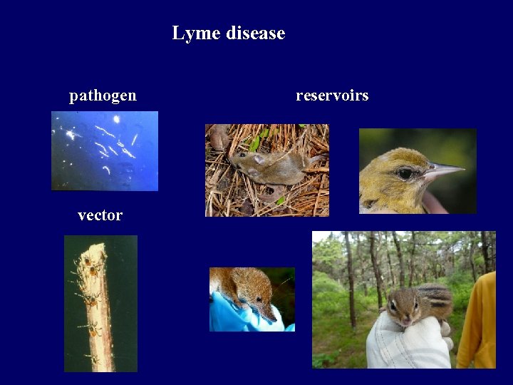 Lyme disease pathogen vector reservoirs 