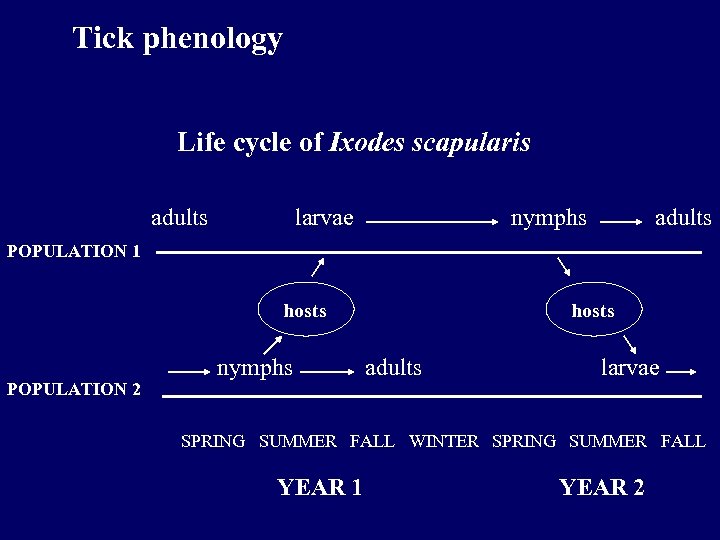 Tick phenology Life cycle of Ixodes scapularis adults larvae nymphs adults POPULATION 1 hosts