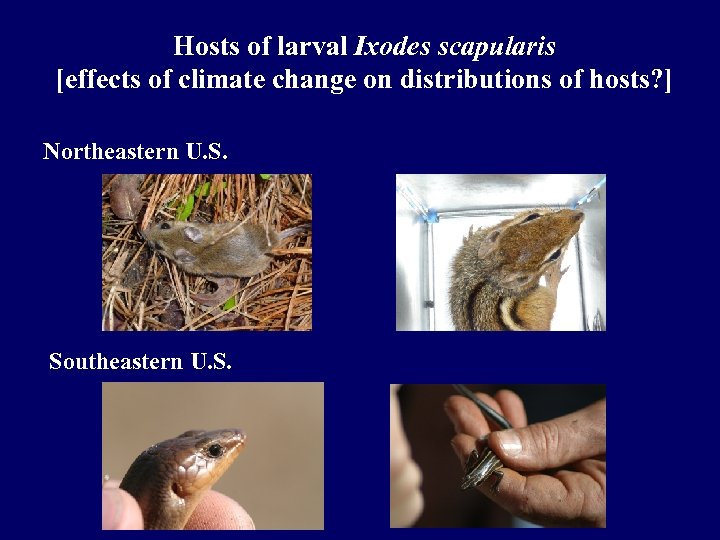 Hosts of larval Ixodes scapularis [effects of climate change on distributions of hosts? ]