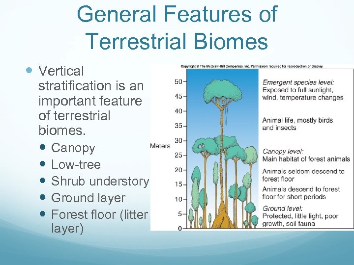 General Features of Terrestrial Biomes Vertical stratification is an important feature of terrestrial biomes.