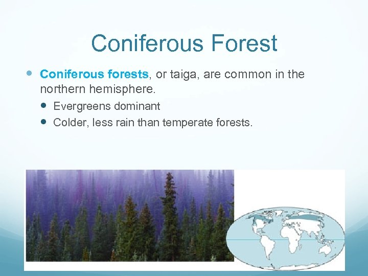 Coniferous Forest Coniferous forests, or taiga, are common in the northern hemisphere. Evergreens dominant