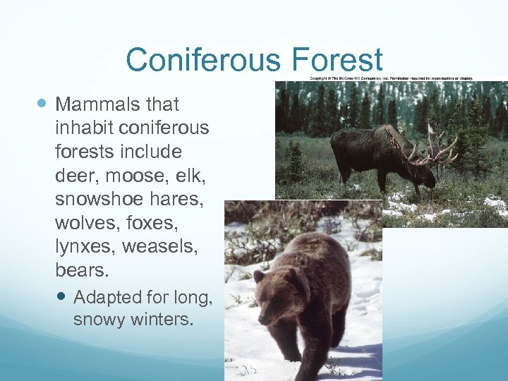 Coniferous Forest Mammals that inhabit coniferous forests include deer, moose, elk, snowshoe hares, wolves,