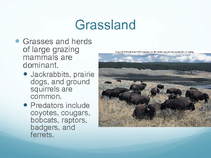 Grassland Grasses and herds of large grazing mammals are dominant. Jackrabbits, prairie dogs, and