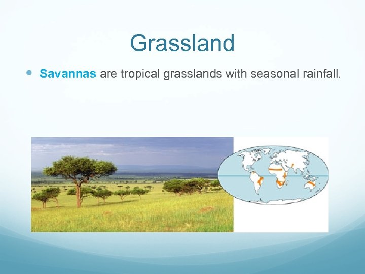 Grassland Savannas are tropical grasslands with seasonal rainfall. 