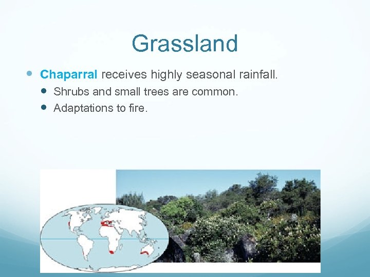 Grassland Chaparral receives highly seasonal rainfall. Shrubs and small trees are common. Adaptations to