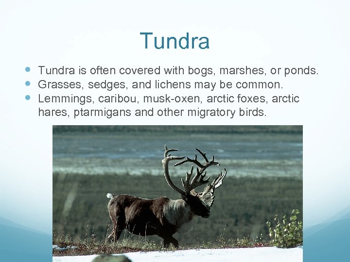 Tundra is often covered with bogs, marshes, or ponds. Grasses, sedges, and lichens may