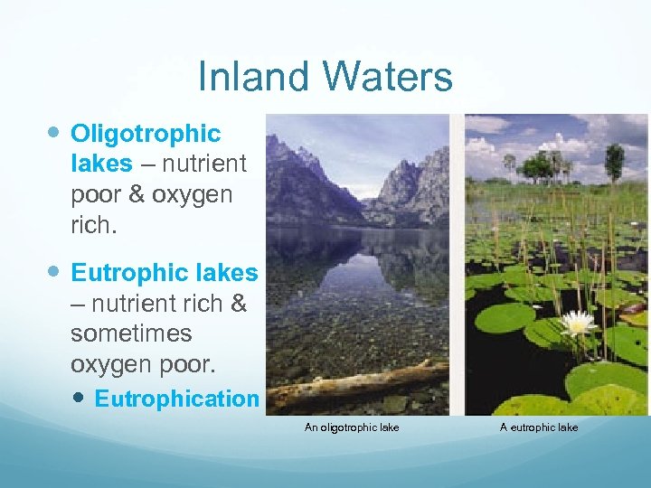 Inland Waters LAKES Oligotrophic lakes – nutrient poor & oxygen rich. Eutrophic lakes –