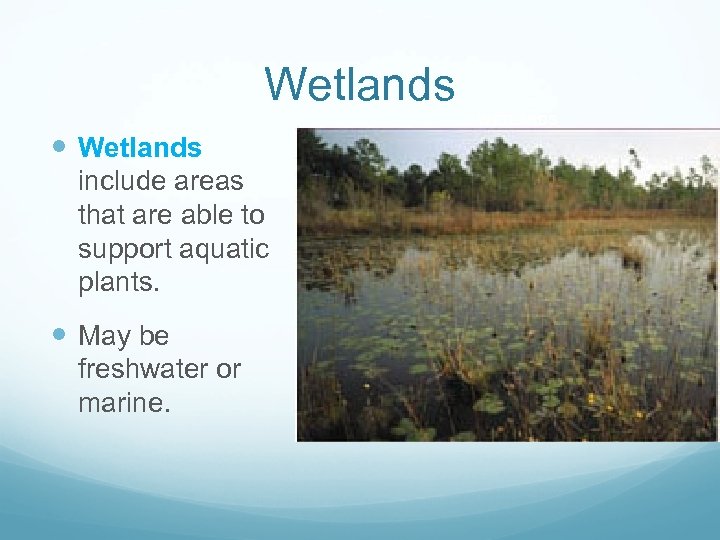 Wetlands WETLANDS Wetlands include areas that are able to support aquatic plants. May be