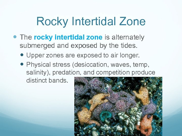 Rocky Intertidal Zone The rocky intertidal zone is alternately submerged and exposed by the