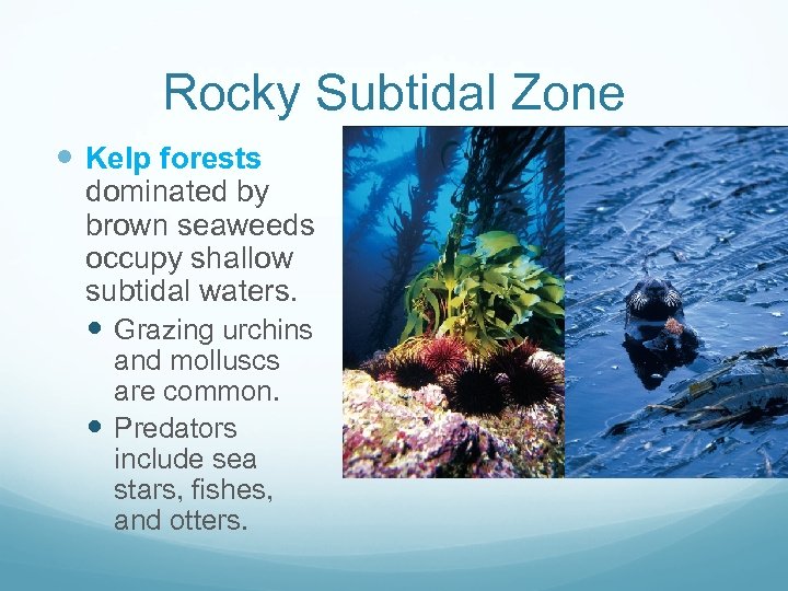 Rocky Subtidal Zone Kelp forests dominated by brown seaweeds occupy shallow subtidal waters. Grazing