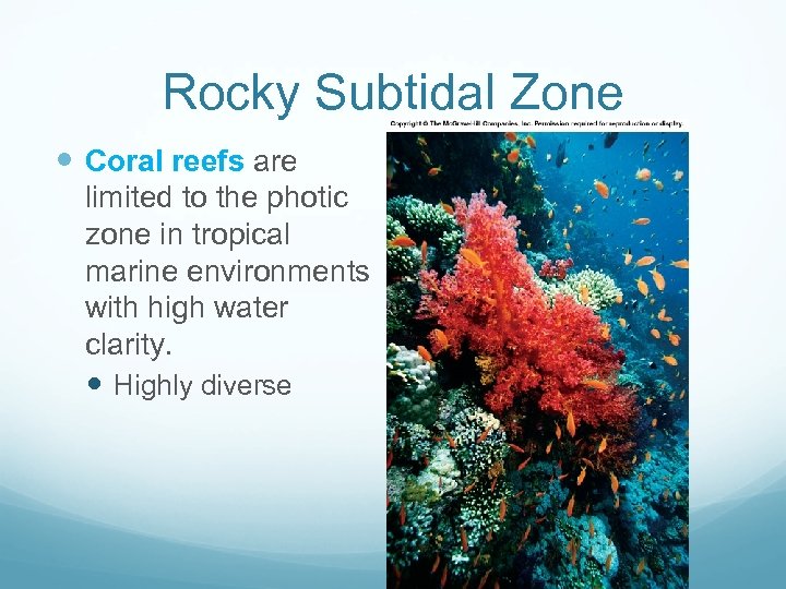 Rocky Subtidal Zone CORAL REEFS Coral reefs are limited to the photic zone in