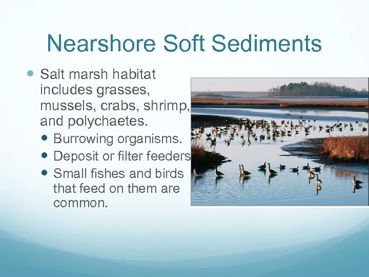 Nearshore Soft Sediments Salt marsh habitat includes grasses, mussels, crabs, shrimp, and polychaetes. Burrowing