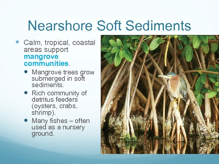 Nearshore Soft Sediments Calm, tropical, coastal areas support mangrove communities. Mangrove trees grow submerged