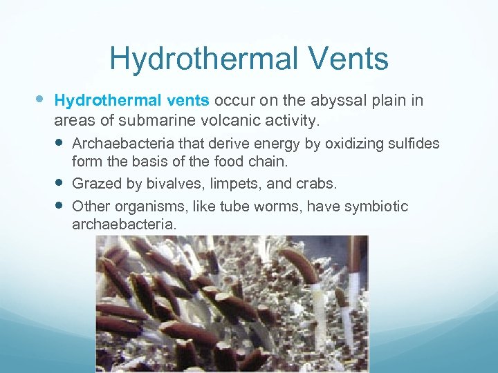 Hydrothermal Vents Hydrothermal vents occur on the abyssal plain in areas of submarine volcanic