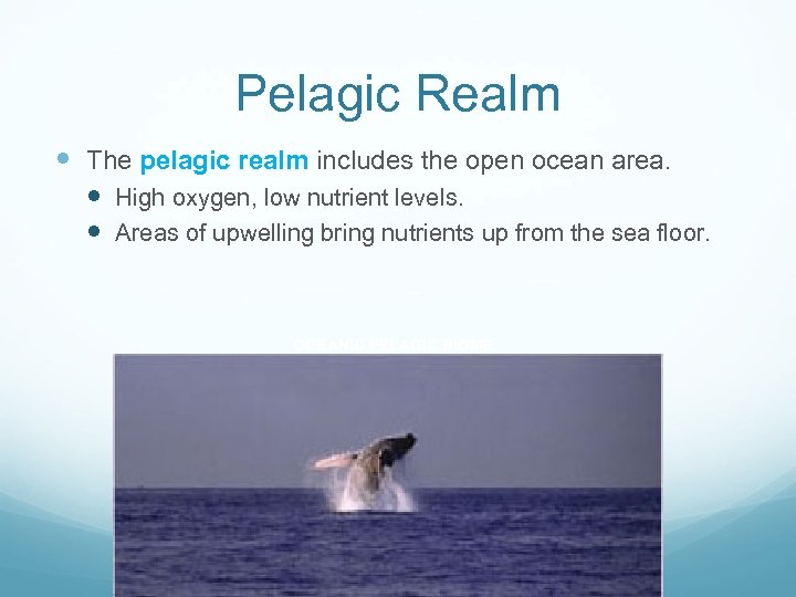 Pelagic Realm The pelagic realm includes the open ocean area. High oxygen, low nutrient