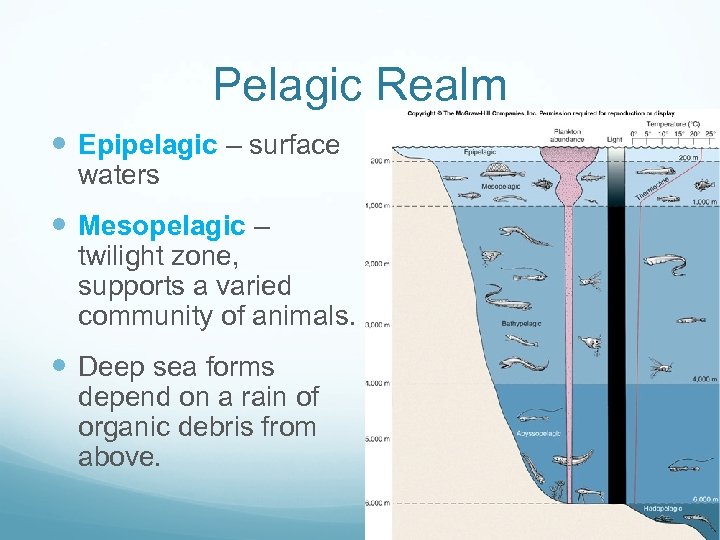 Pelagic Realm Epipelagic – surface waters Mesopelagic – twilight zone, supports a varied community