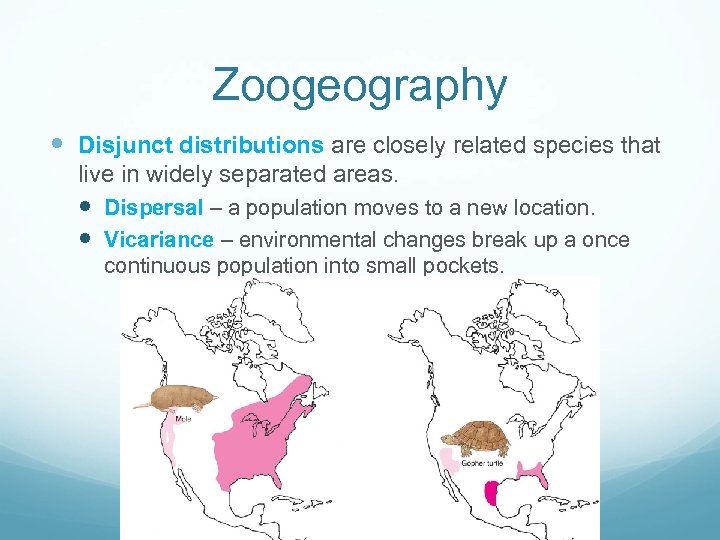 Zoogeography Disjunct distributions are closely related species that live in widely separated areas. Dispersal