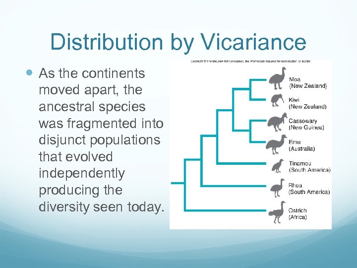 Distribution by Vicariance As the continents moved apart, the ancestral species was fragmented into