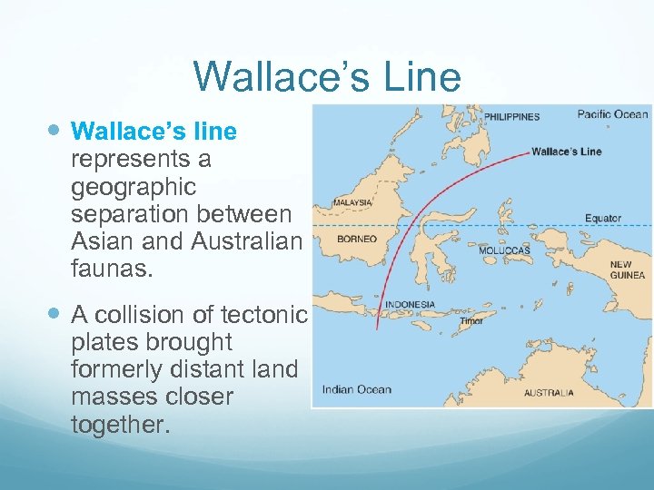 Wallace’s Line Wallace’s line represents a geographic separation between Asian and Australian faunas. A