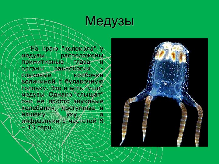 Медуза звуковая схема