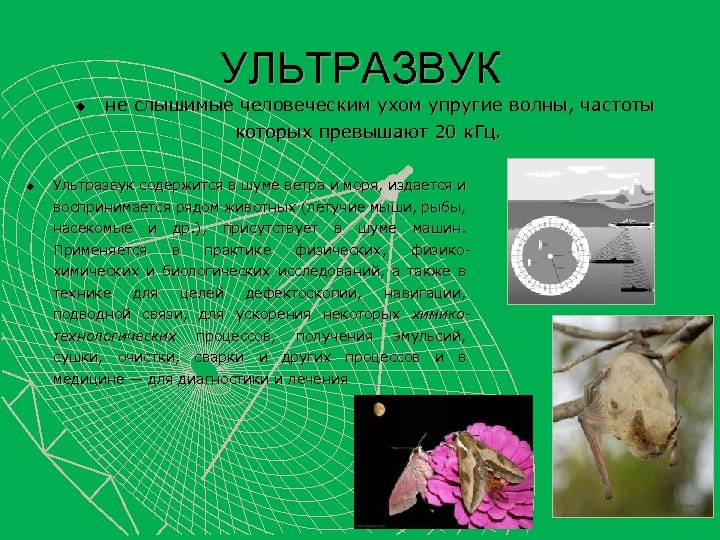 УЛЬТРАЗВУК u не слышимые человеческим ухом упругие волны, частоты которых превышают 20 к. Гц.