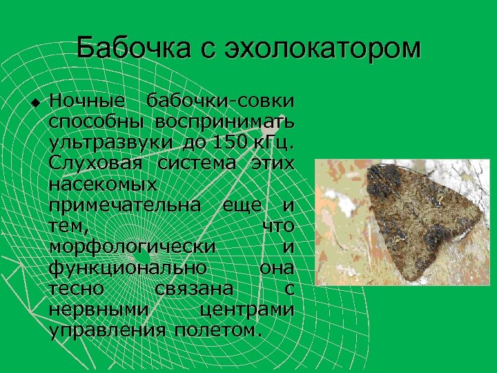 Бабочка с эхолокатором u Ночные бабочки-совки способны воспринимать ультразвуки до 150 к. Гц. Слуховая
