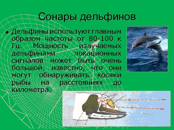 Сонары дельфинов u Дельфины используют главным образом частоты от 80 -100 к Гц. Мощность