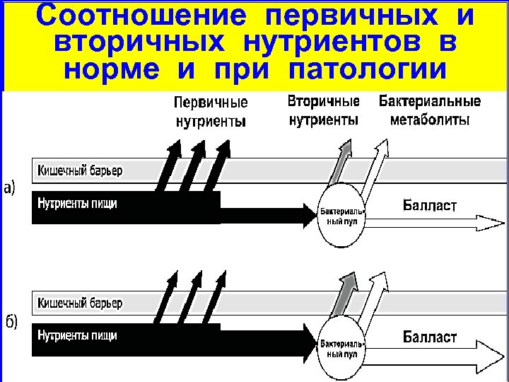 Соотношение первичных и вторичных нутриентов в норме и при патологии 