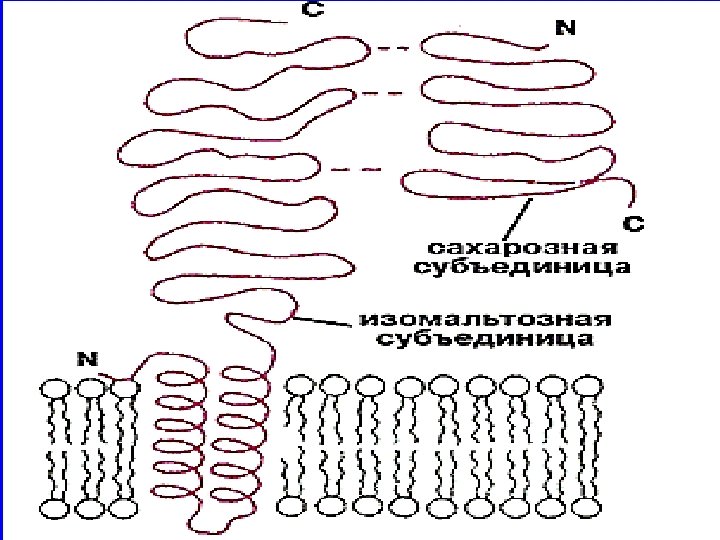 Мембранное пищеварение – энзиматический (ферментный) трансформационный барьер, относящийся к неспецифическим защитным барьерам организма и