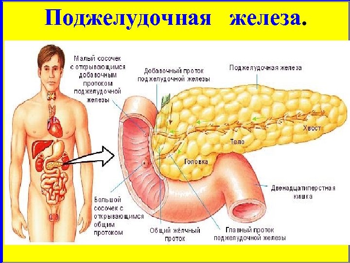 Поджелудочная железа. 