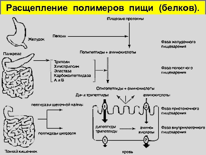 Расщепление полимеров пищи (белков). 