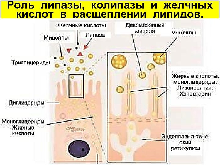 Роль липазы, колипазы и желчных кислот в расщеплении липидов. 