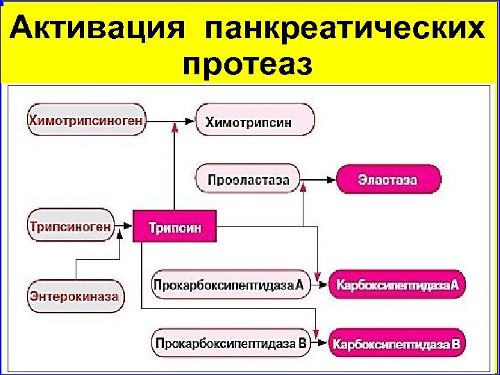Активация панкреатических протеаз 