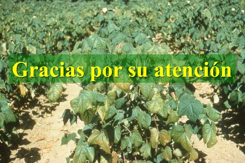 Gracias por su atención 