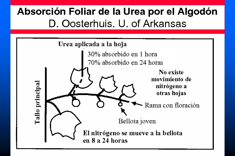 Absorción Foliar de la Urea por el Algodón D. Oosterhuis. U. of Arkansas Tallo