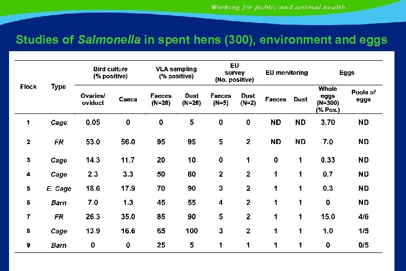 Studies of Salmonella in spent hens (300), environment and eggs 