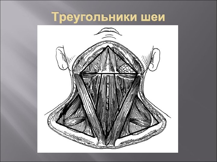 Петитов треугольник где находится рисунок