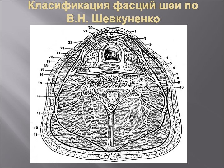 Фасции шеи рисунок