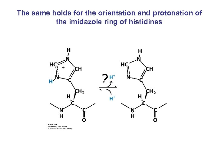 The same holds for the orientation and protonation of the imidazole ring of histidines