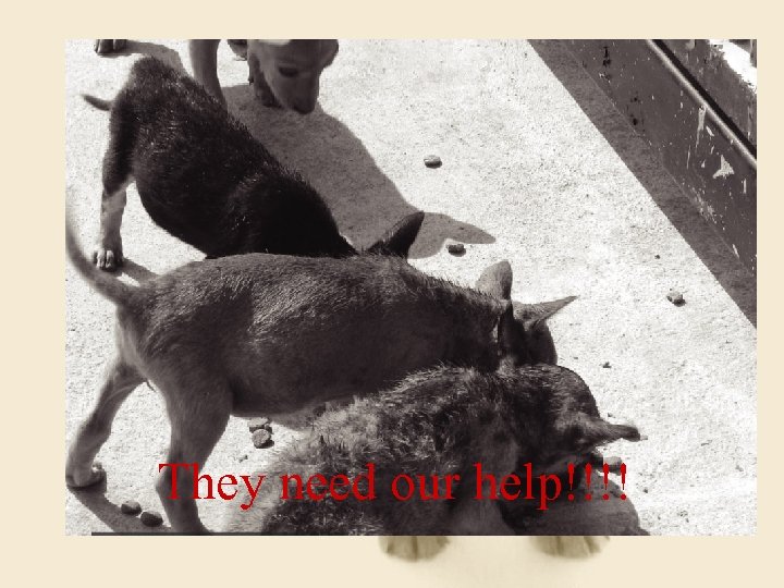 They need our help!!!! 