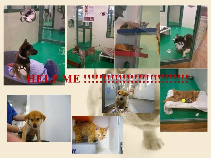 HELP ME !!!!!!!!!!!!!! 