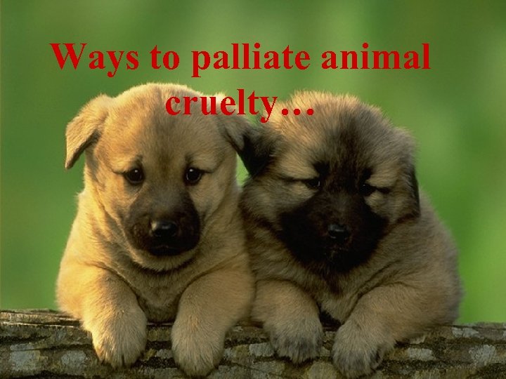 Ways to palliate animal cruelty… 