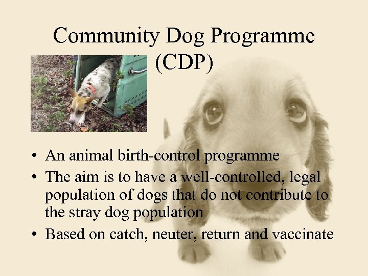 Community Dog Programme (CDP) • An animal birth-control programme • The aim is to